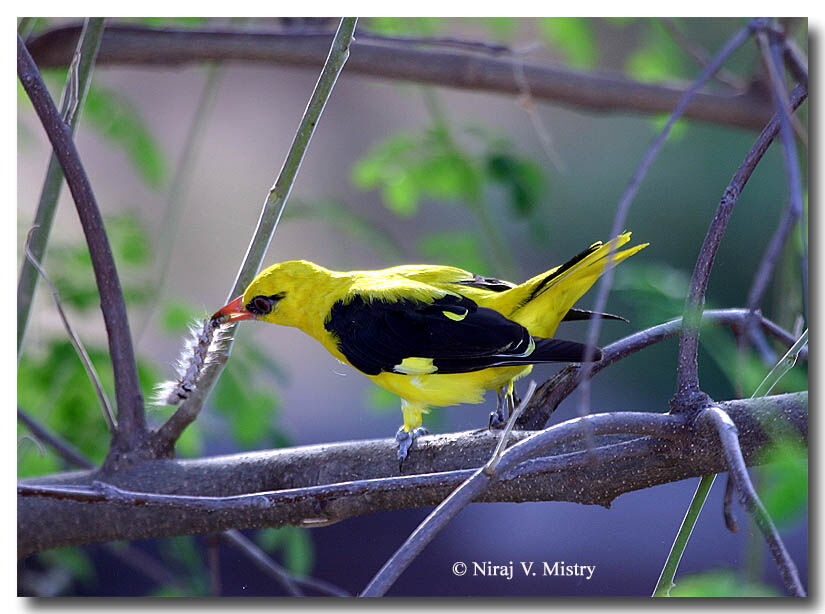 Indian Golden Oriole