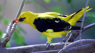 Indian Golden Oriole