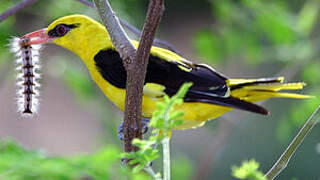 Indian Golden Oriole