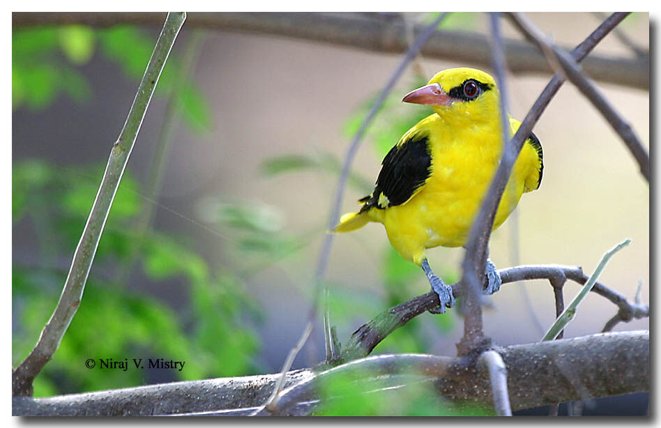 Indian Golden Oriole