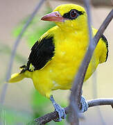 Indian Golden Oriole