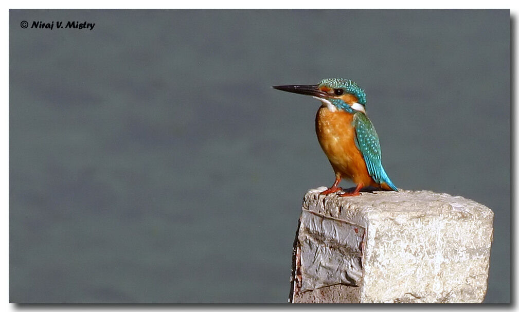 Common Kingfisher