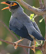 Bank Myna