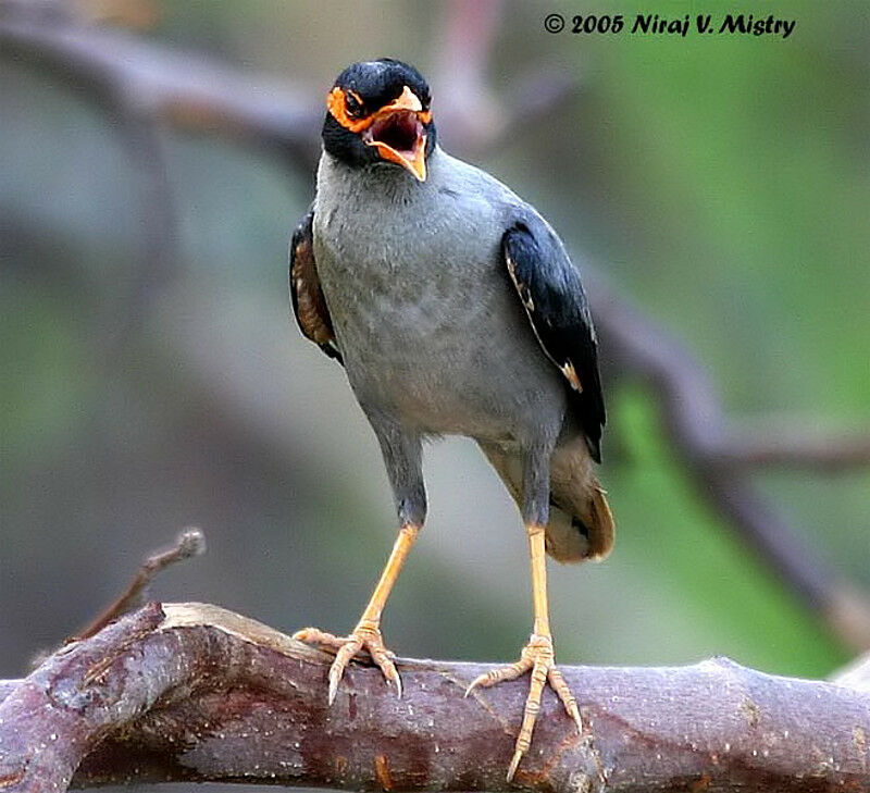 Bank Myna