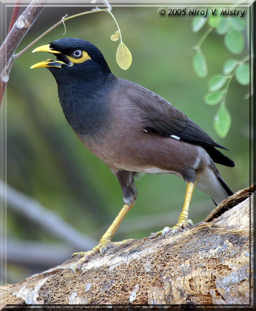 Common Myna