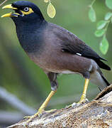 Common Myna