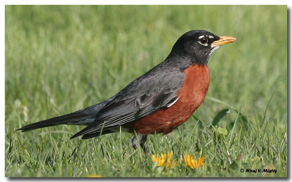 American Robin