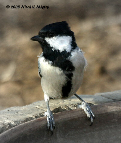 Mésange charbonnière