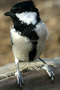 Great Tit