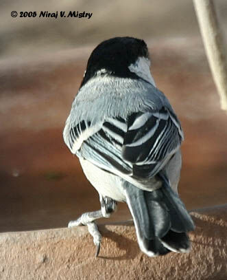 Great Tit