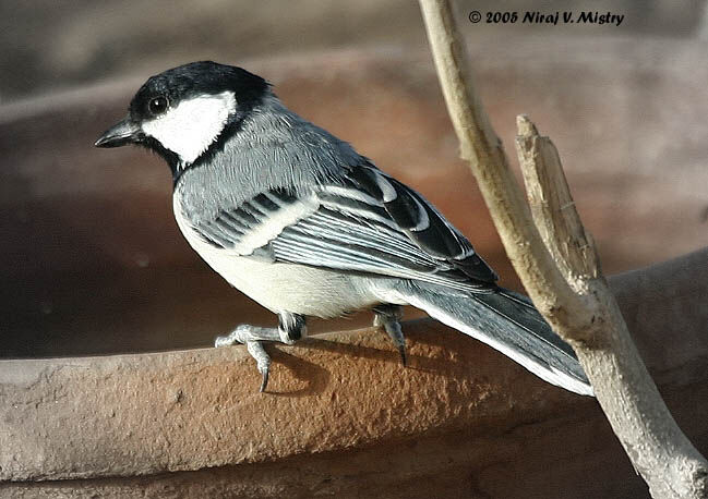 Great Tit