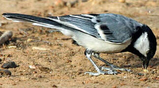 Great Tit