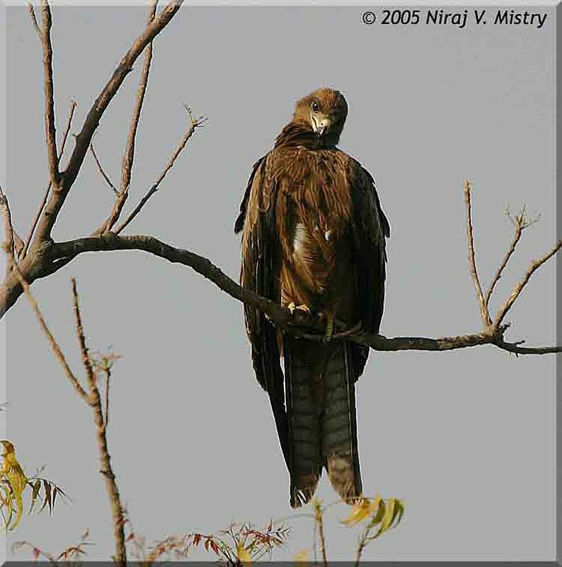 Black Kite (govinda)