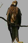 Black Kite (govinda)