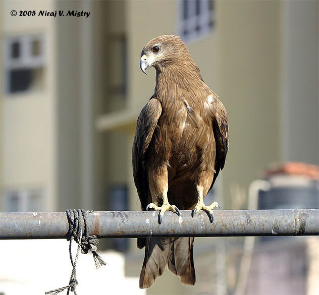 Black Kite