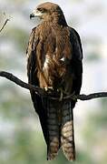 Black Kite