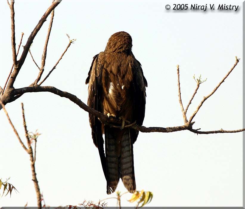 Black Kite