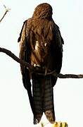 Black Kite