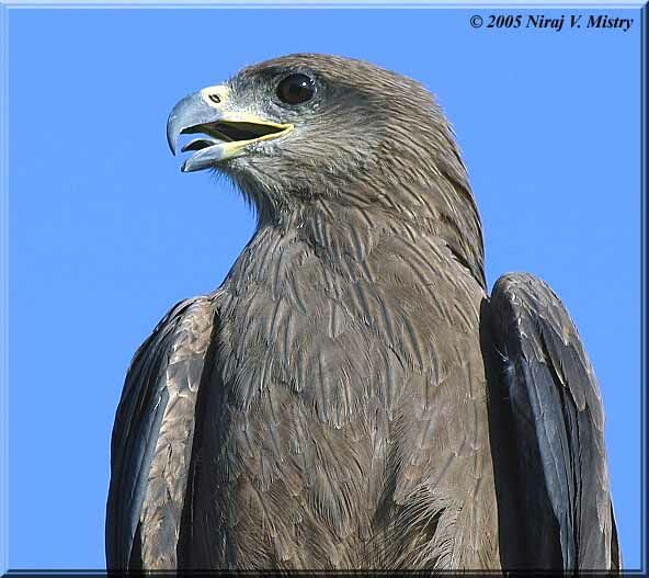 Black Kite