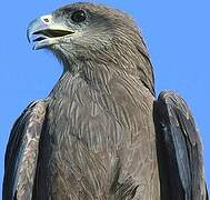 Black Kite