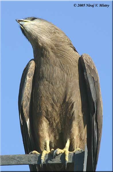 Black Kite