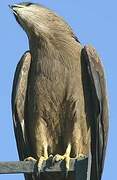 Black Kite