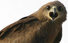 Black Kite