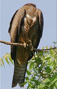 Black Kite