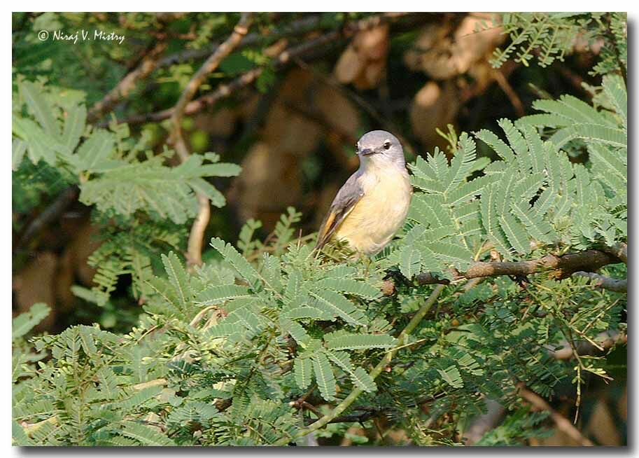 Small Minivet