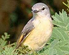 Minivet oranor