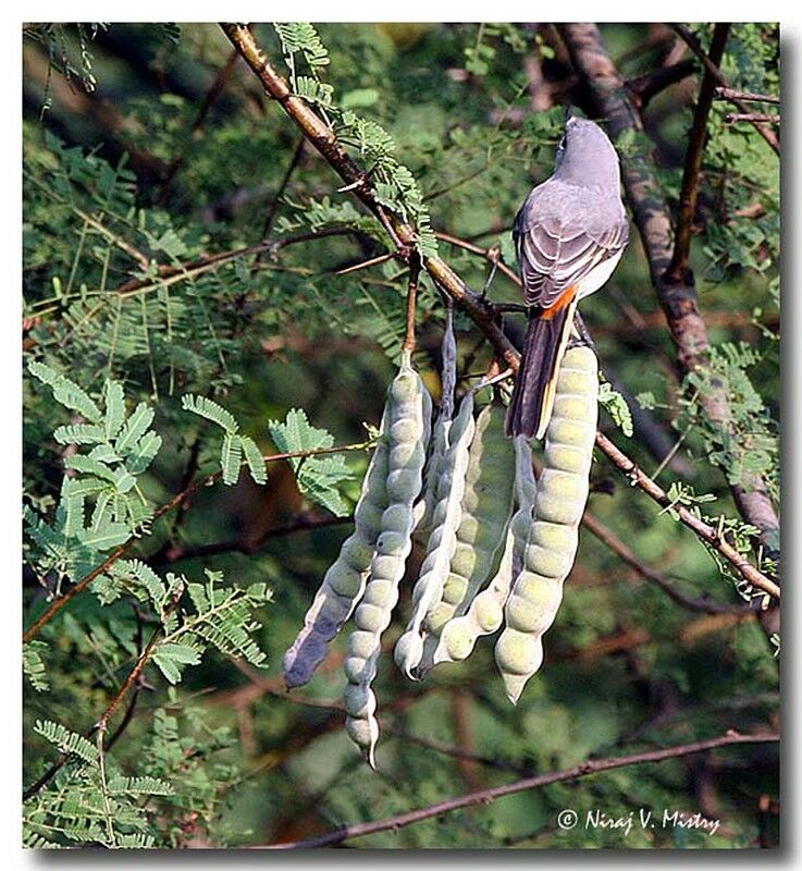 Minivet oranor