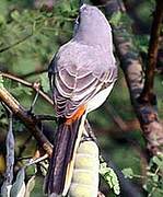 Small Minivet