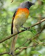 Small Minivet