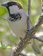 House Sparrow