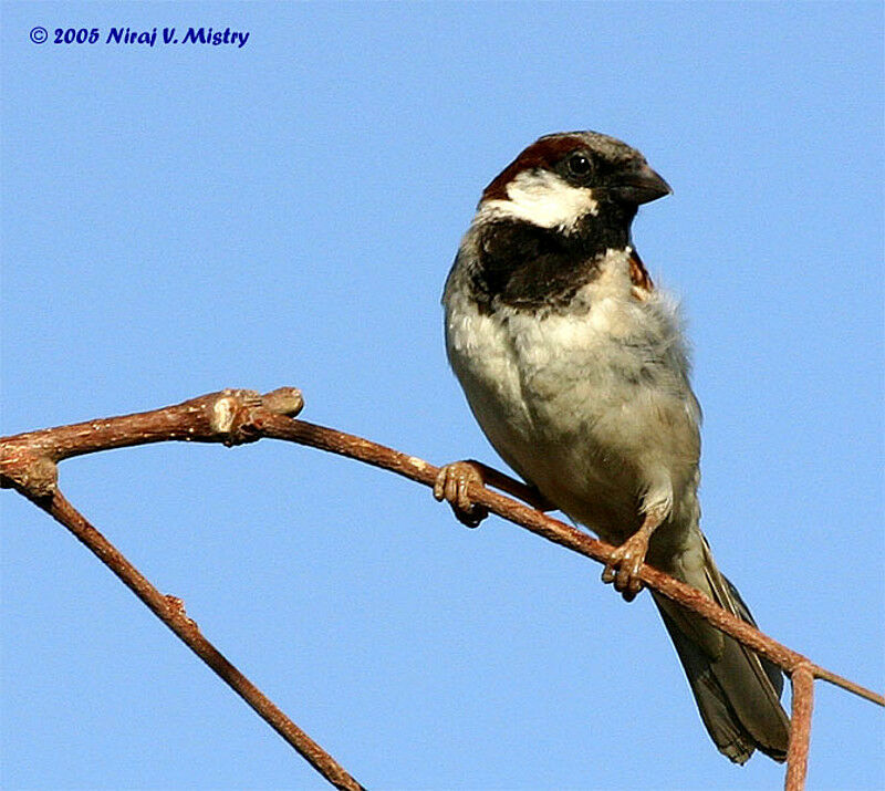 House Sparrow