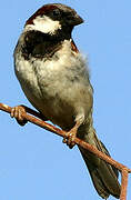 Moineau domestique