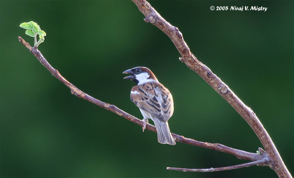 House Sparrow