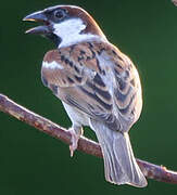 House Sparrow