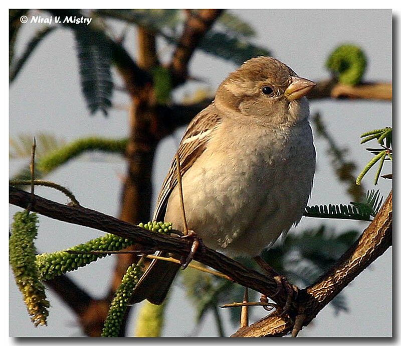 House Sparrow female