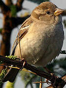 House Sparrow