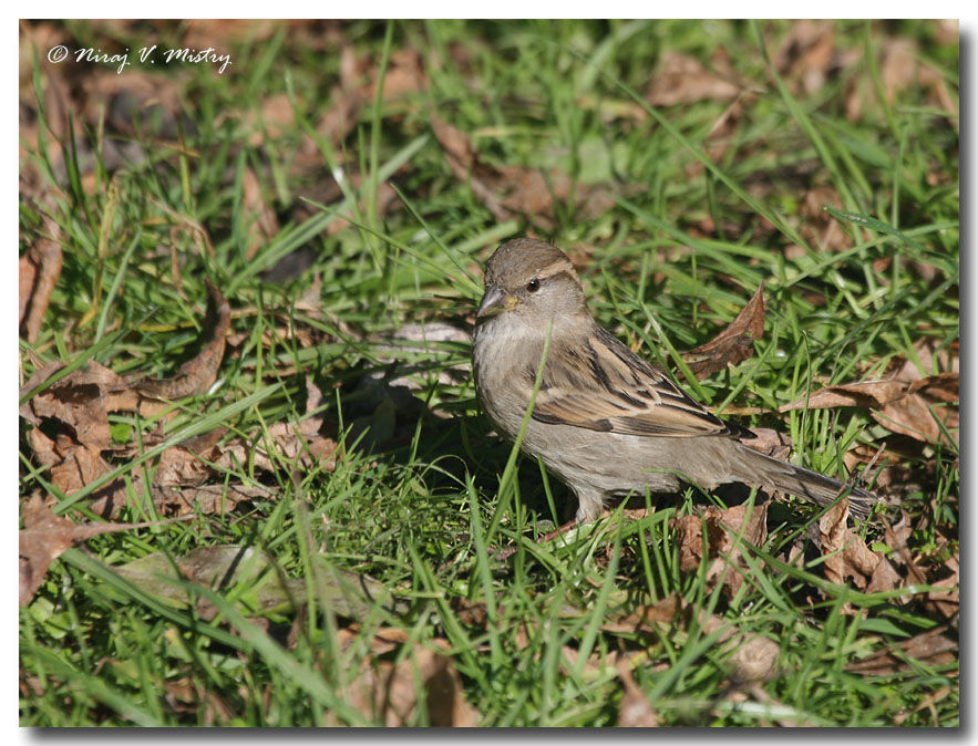 Moineau domestique femelle