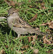 Moineau domestique