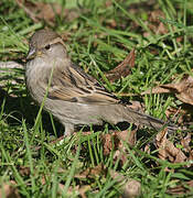 House Sparrow