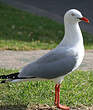 Mouette argentée