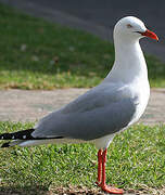 Silver Gull