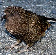 Kea