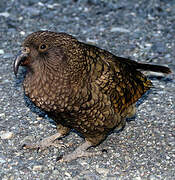 Kea