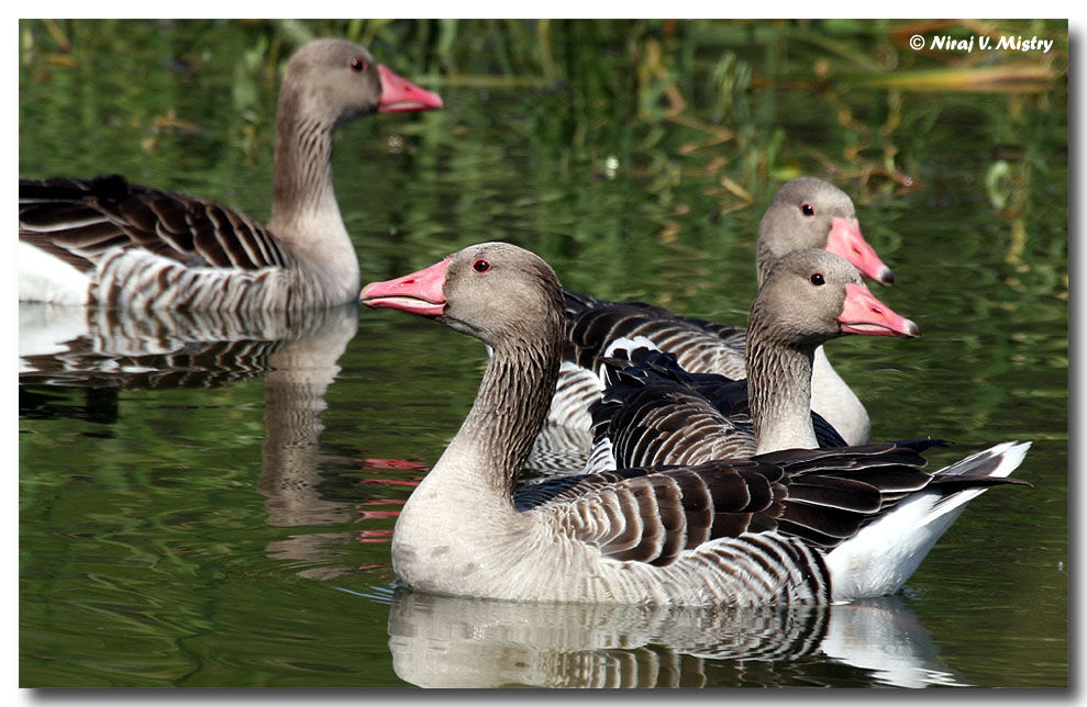 Greylag Goose