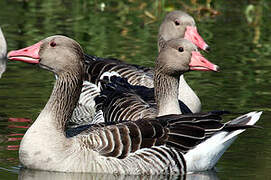 Greylag Goose