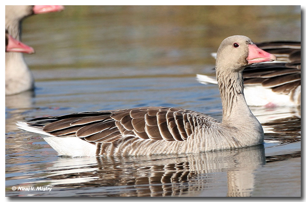 Greylag Goose